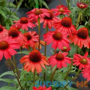 Kismet Red Coneflower