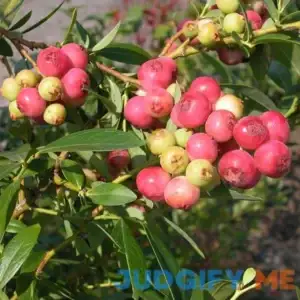 Van Zyverden Blueberry Pink Lemonade