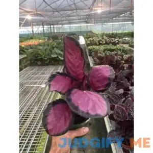 Calathea 'Purple Rose' 4" Pot