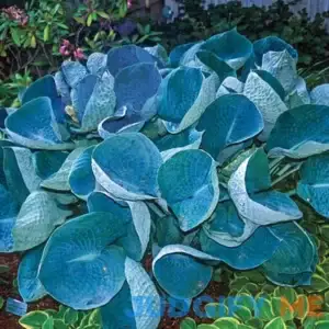 Abiqua Drinking Gourd Hosta 1 Per Package White Hosta 'Abiqua Drinking Gourd