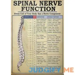 Spinal Nerve Function Metal Tin Sign Vintage Spinal Nerve Function Chart Root Chart Chiropractic Retro Poster Funny Room Decor Aluminum Sign