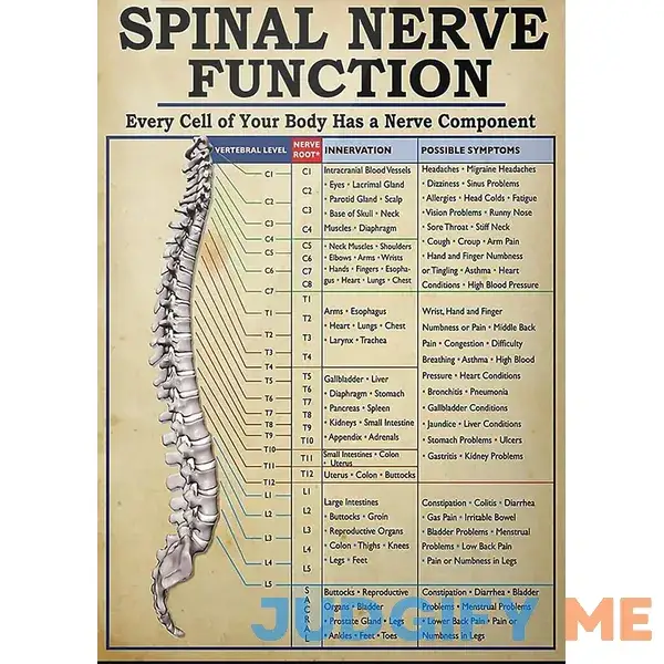 Spinal Nerve Function Metal Tin Sign Vintage Spinal Nerve Function Chart Root Chart Chiropractic Retro Poster Funny Room Decor Aluminum Sign Spinal Nerve Function Metal Tin Sign Vintage Spinal Nerve Function Chart Root Chart Chiropractic Retro Poster Funny Room Decor Aluminum Sign