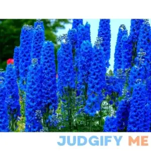 Blue Delphinium Flower Seeds 100+ Seeds