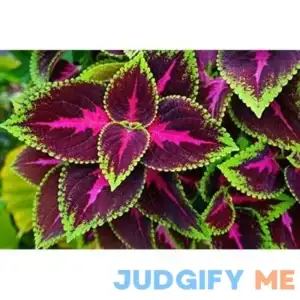 100+ Coleus Kong Red Seeds Beautiful Flowering Plants Potted Bonsai Balcony Flow