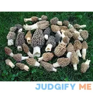 Morel Mushroom Spores in Sawdust Seed Spore Grow Large Kit From WV makes 25 gals