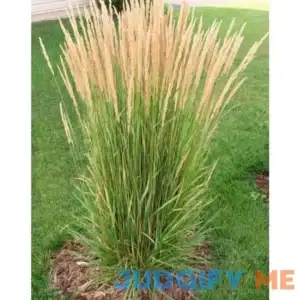1 Gal. Avalanche Feather Reed Grass - Lovely Tall