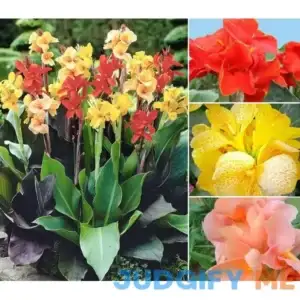 20+ Mixed Canna Lily Flower Seeds Perennial Beautiful Bonsai Plant Home Garden Decor