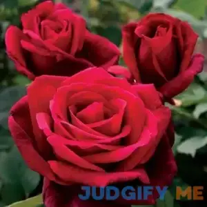 Mister Lincoln Hybrid Tea Rose