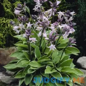 Van Zyverden Hosta Francee Set of 5 Roots