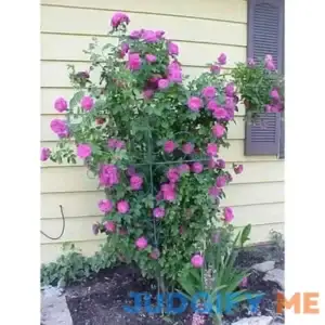 5 Purple Climbing Rose Rosa Bush Vine Climber Fragrant Butterfly Flower Seeds