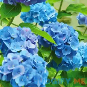 Van Zyverden Inc. Van Zyverden Hydrangea Nikko Blue Dormant Plant Root Partial Sun