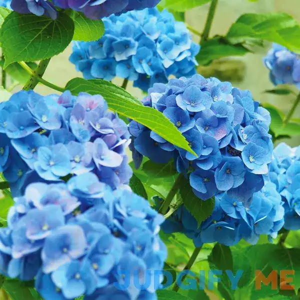 Van Zyverden Inc. Van Zyverden Hydrangea Nikko Blue Dormant Plant Root Partial Sun Van Zyverden Inc. Van Zyverden Hydrangea Nikko Blue Dormant Plant Root Partial Sun