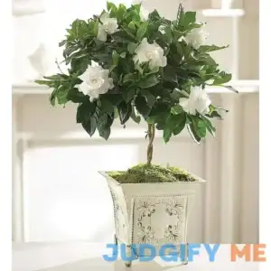 1-800-Flowers New For Mother's Day Gardenia Topiary Gardenia Topiary in Embossed Tin