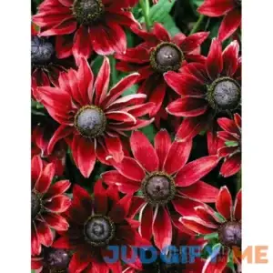 Cherry Brandy Black Eyed Susan | Holland Bulb Farms