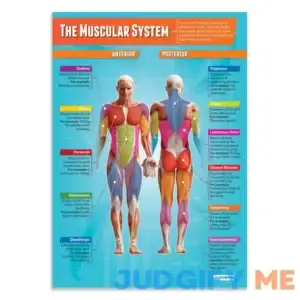 Daydream Education The Muscular System Poster