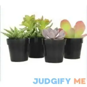 Element Live Plant Assorted Succulent in 3in Pot