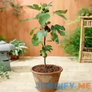 Little Miss Figgy Tree