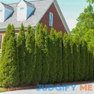 8-Pack (1-2 ft.) - Emerald Green Arborvitae Privacy Tree - Evergreens Grow to a Perfect 8-12 Foot Height