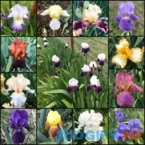 Bearded Iris Mixed Colors