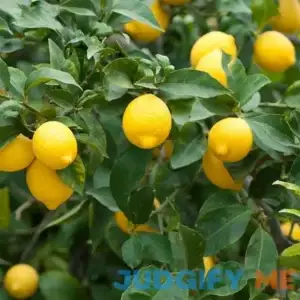 Meyer Lemon Plant