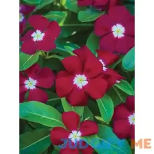 Burpee Vinca Trailing Burgundy 4 Plants