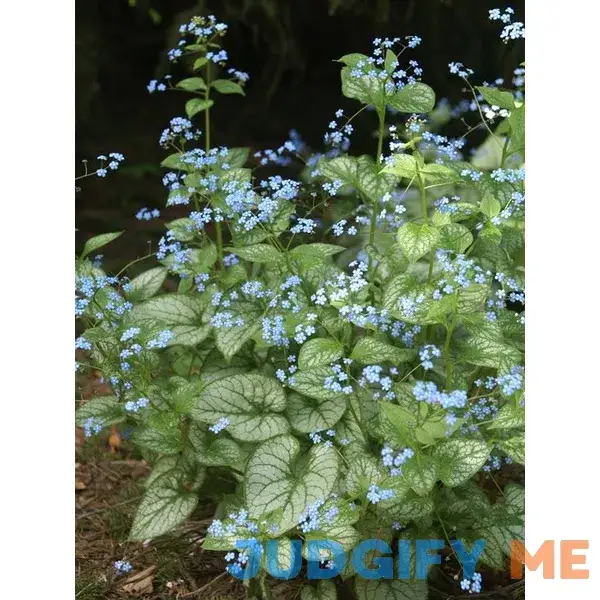Brunnera Jack Frost Perennial Plant by Bluestone Perennials Brunnera Jack Frost Perennial Plant by Bluestone Perennials