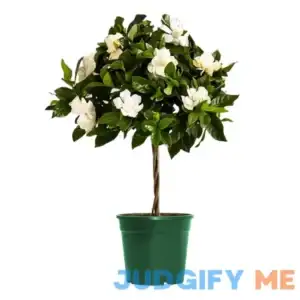 American Plant Exchange Gardenia Vetchii Mini Braided Tree 6-Inch Pot