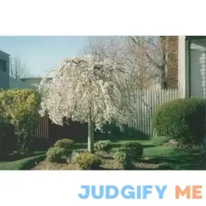 Weeping Cherry Tree 6-12" in Height in a 3"Pot