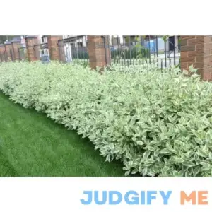 1 Gal. Ivory Halo Dogwood Shrub a Lovely Ornamental Twist on the Class