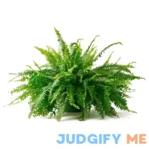 Bloom Haus Hanging Boston Fern 10 inch Pot
