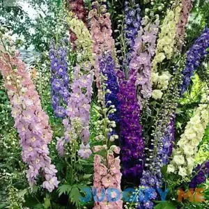 Van Zyverden Hummingbird Butterfly Perennial Sun Garden Roots