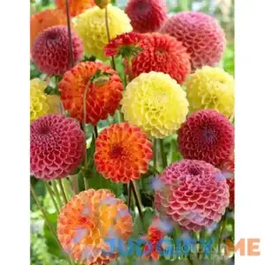 Ball Mixture Dahlias | Holland Bulb Farms