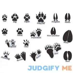 Mozamy Creative Animal Tracks Wall Decals Animal Wall Decals Animal Tracks Wall Decor Wall Decals Removable Peel and Stick Wall