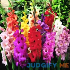 Willard & May Mixed Gladiolus Flower Bulbs
