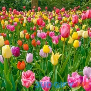 All Spring Tulip Mix