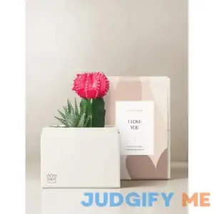 RosГ© Garden l Succulent Gift l Plant Delivery by Lula's Garden