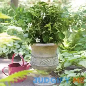 BrighterBlooms.com Bushel and Berry Baby Cakes Blackberry Bush