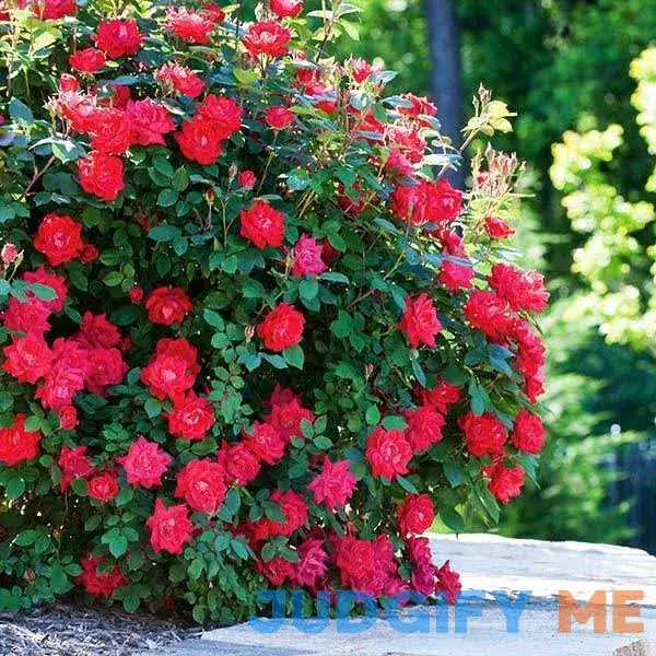 6-Pack (Double Knock Out Rose 6-Pack (Double Knock Out Rose