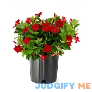 American Plant Exchange Red Dipladenia Bush 10-Inch Pot Live Flowering Plant