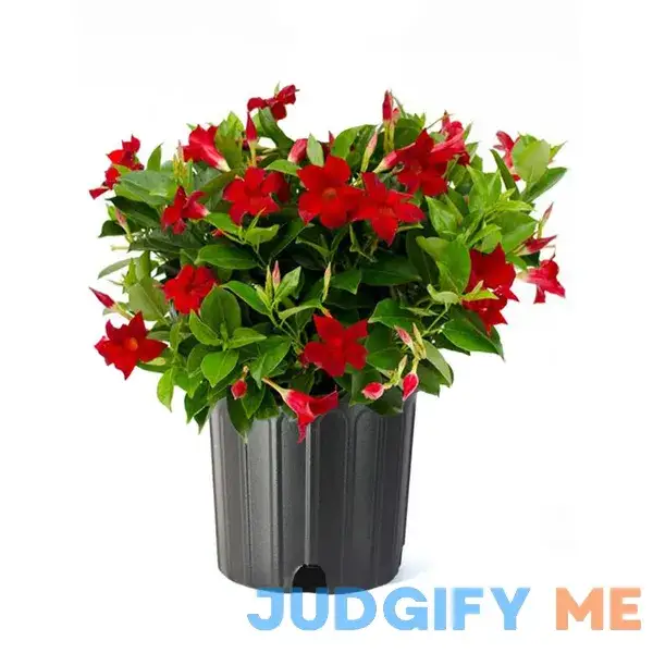 American Plant Exchange Red Dipladenia Bush 10-Inch Pot Live Flowering Plant American Plant Exchange Red Dipladenia Bush 10-Inch Pot Live Flowering Plant