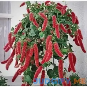 Acalypha Chenille Firetail Starter Plant