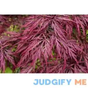 Crimson Queen Weeping LACE Leaf Japanese Maple - Acer palmatum dissectum 'Crimson Queen' 3 - Year Live Plant