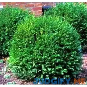 Green Gem Boxwood Shrub - Live Plant Shipped in Gallon Container by DAS Farms (No California)