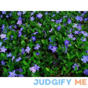 Greenwood Nursery: Live Ground-Cover Plants - Vinca Minor + Lesser/Dwarf Periwinkle - [Qty: 50 Bare Roots] - (Click for Other Available Plants