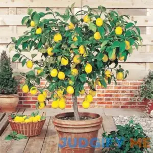 YEGAOL Garden 35Pcs Meyer Dwarf Lemon Tree Seeds Fragrant Broadleaf Evergreen Tree Low Maintenance Attract Bees & Butterflies Containers Potted