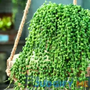 Live String of Pearls Plant