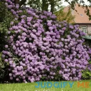 Brighter Blooms Lavender Rhododendron Shrub