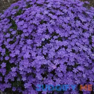 Mountainside 'Crater Lake' Phlox | One Quart