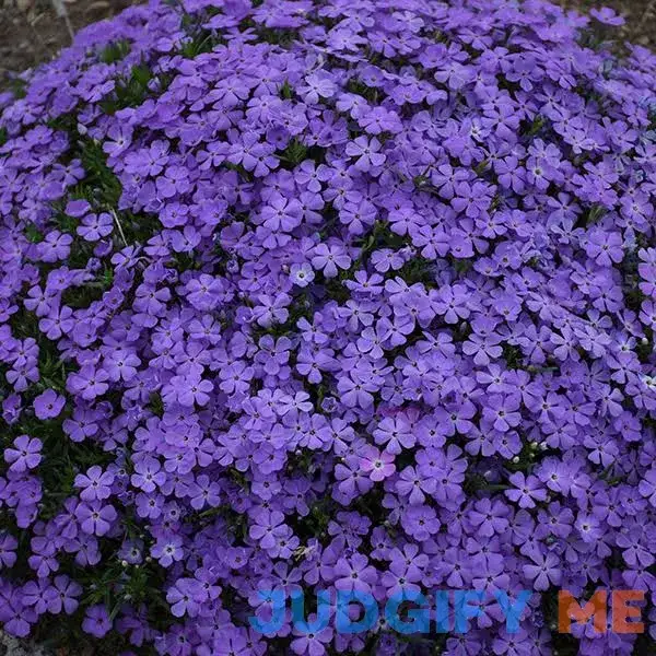 Mountainside 'Crater Lake' Phlox | One Quart Mountainside 'Crater Lake' Phlox | One Quart