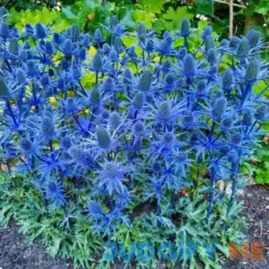 Beachside Blue Sea Holly Super Sak 5 Per Package Blue